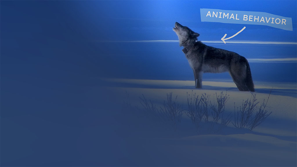 Wolf Howling with the words "Animal Behavior" and an arrow pointed at the wolf