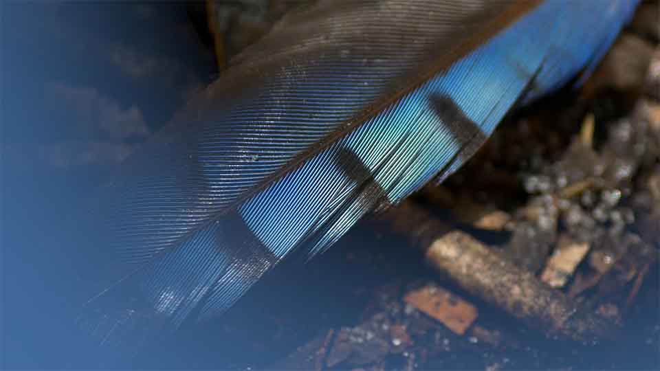 Feather of a Blue Jay