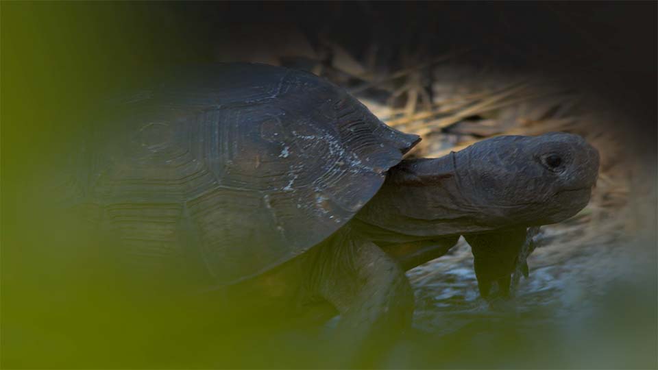 Gopher tortoise