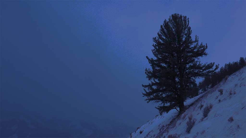 Conifer in the snow on a slope
