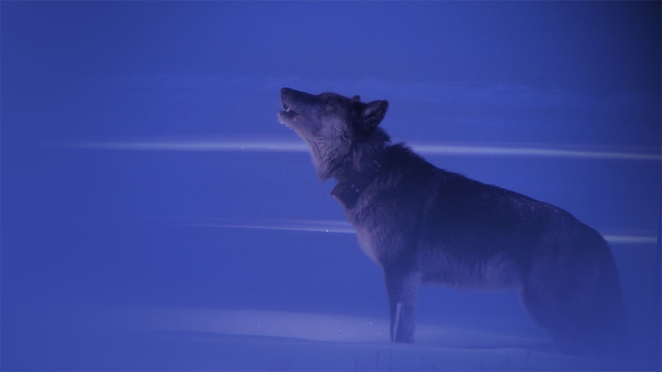 A wolf howling in the snow