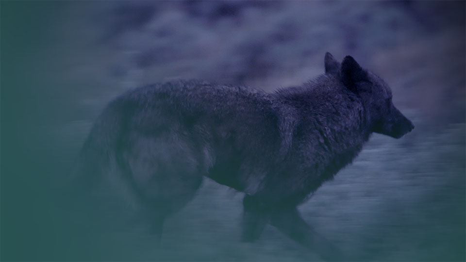 A black wolf running