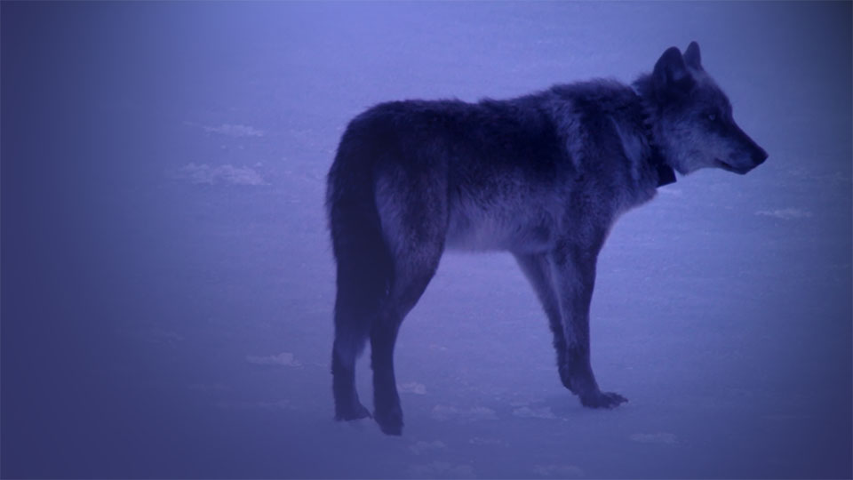 A wolf standing on icy snow