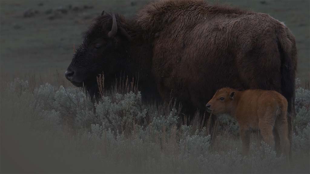 Bison and calf standing among sage plants