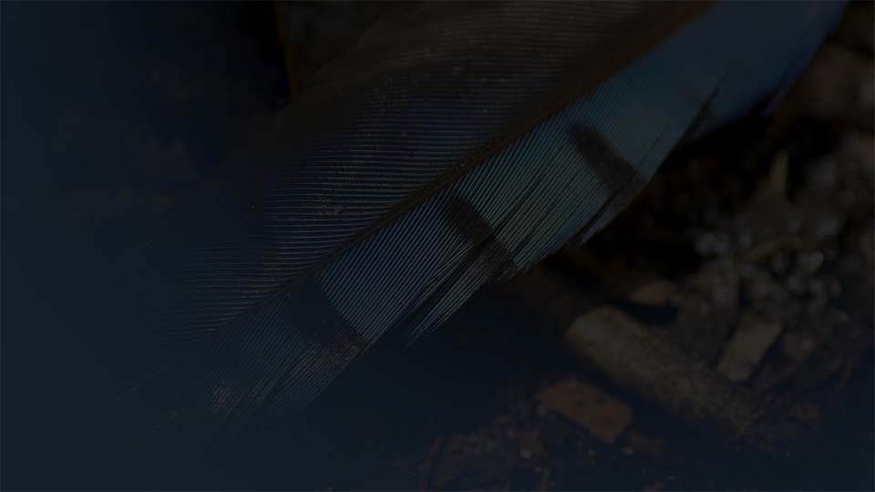 Closeup of a blue jay feather on the ground