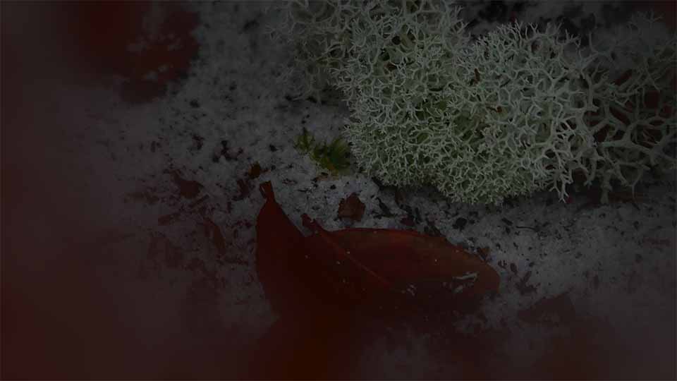 Reindeer lichen and leaves on the sand