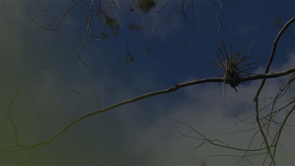 Cardinal airplant on a tree branch with clouds and sky in the background