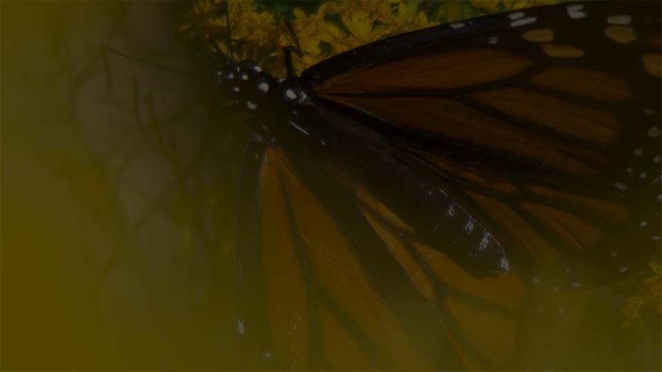 Closeup of a monarch butterfly on a plant with yellow flowers