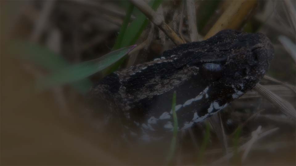 Closeup of a ground rattlesnake