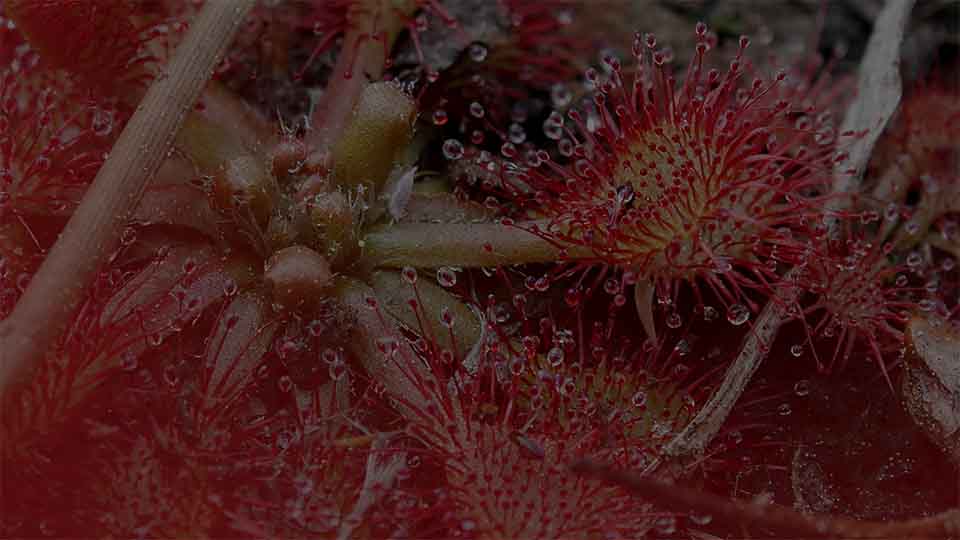 Sundew