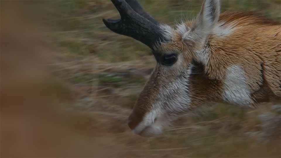 Closeup of the head of a male pronghorn