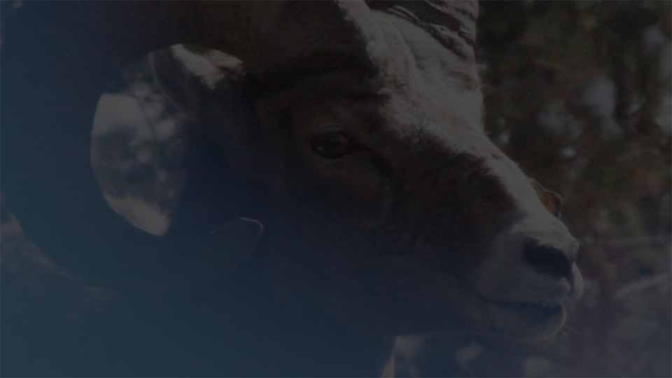 Closeup of the head of a male bighorn sheep