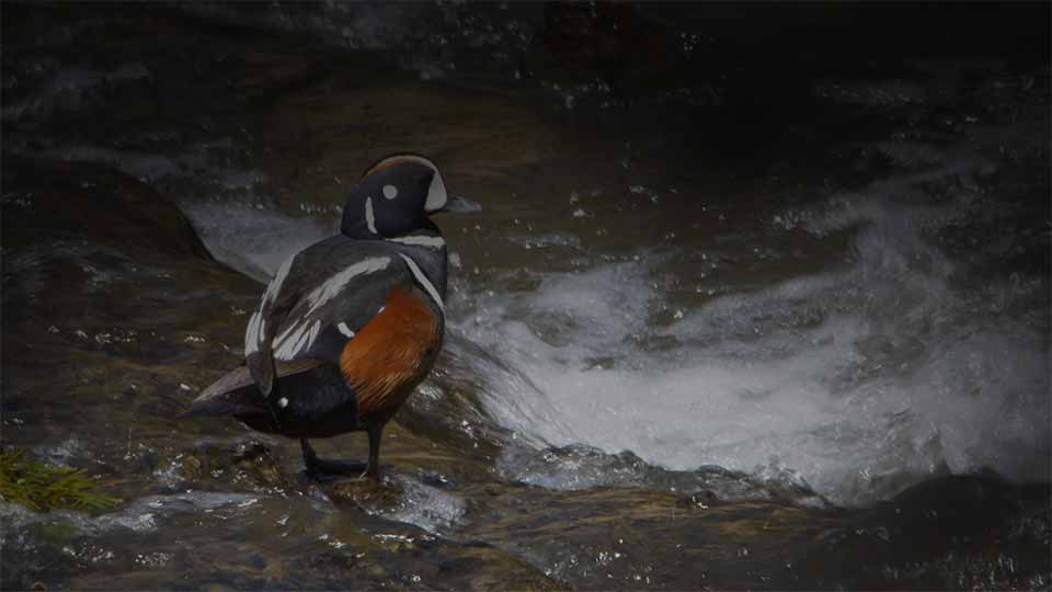 Male harlequin duck standing with fast-moving water around it