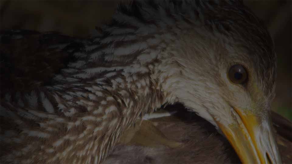 Closeup of a limpkin