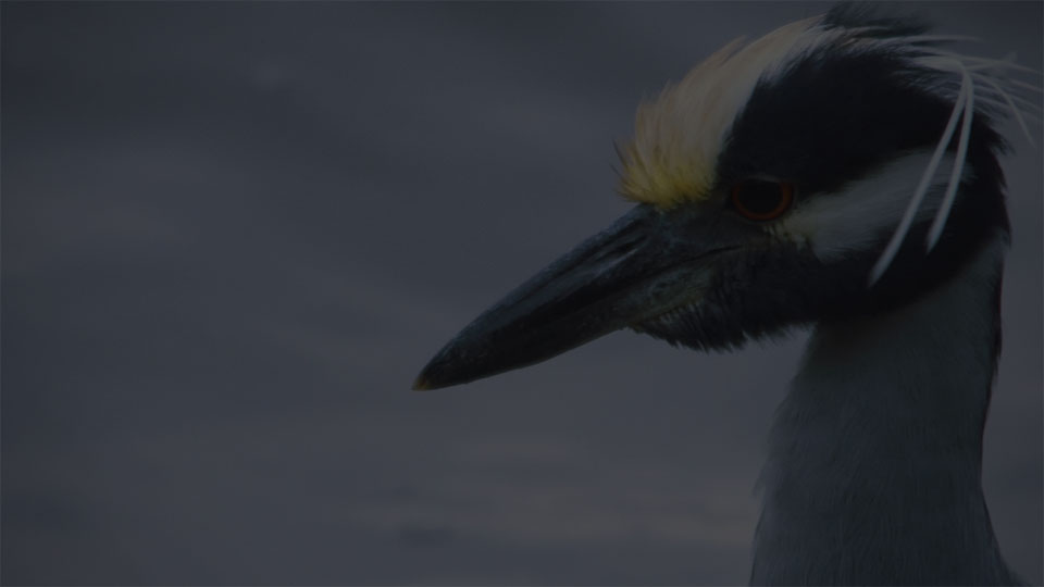 Closeup of the head and neck of a yellow-crowned night heron