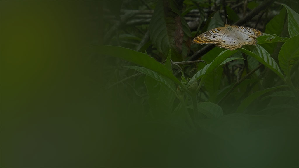 White peacock butterfly on foliage