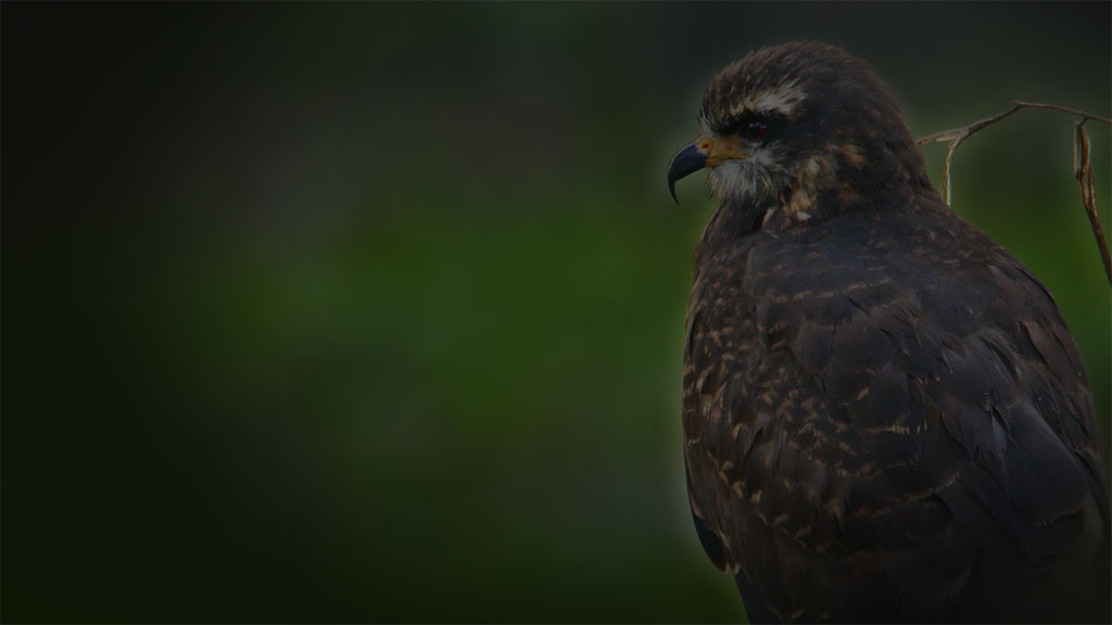 Closeup of a snail kite that is perched