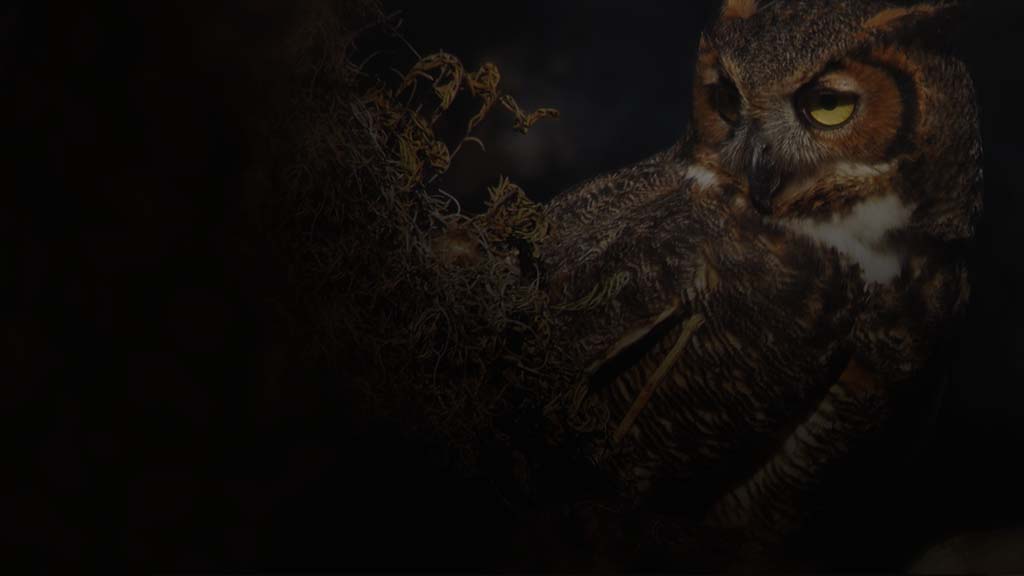 Closeup of a great horned owl perched with resurrection fern to its left