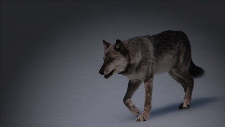 Gray wolf trotting on icy snow