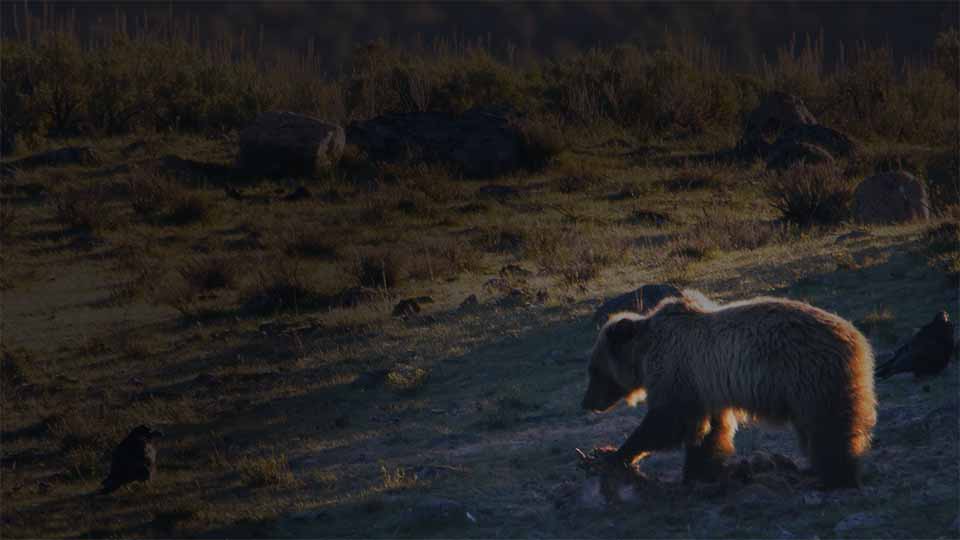 Grizzly bear at a carcass with two ravens nearby