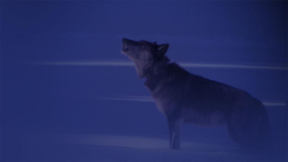 Gray wolf with dark fur howling in the snow