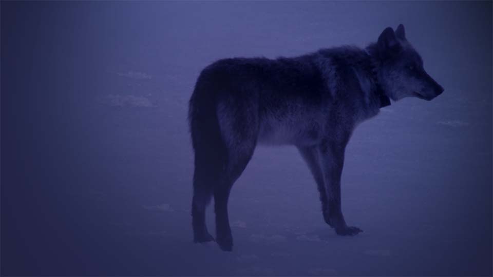 Gray wolf standing on icy snow