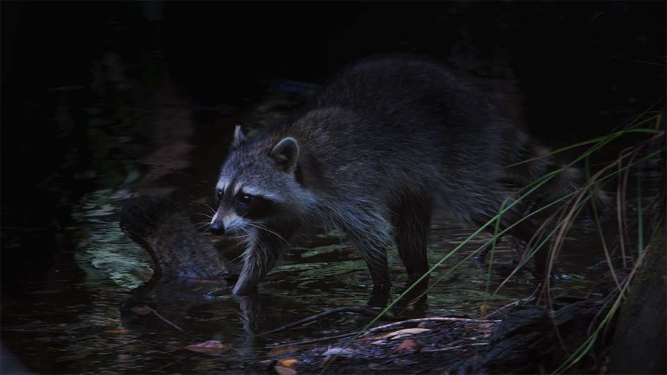 A raccoon walking through shallow water in a wetland